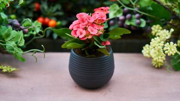 ali je mogoče ob rojstnih dnevih podariti rože v lončkih 