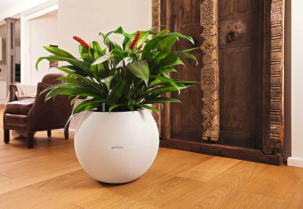 dajanje cvetja v loncu je slab znak 