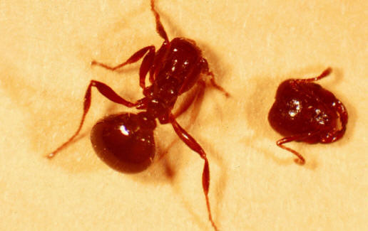 Muha orobi mravlje glave