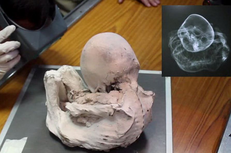 Mamice iz Nazce: kar je pokazala peta raziskava