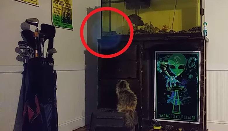 Človek je ujel nezemeljsko bistvo v objektiv video kamere