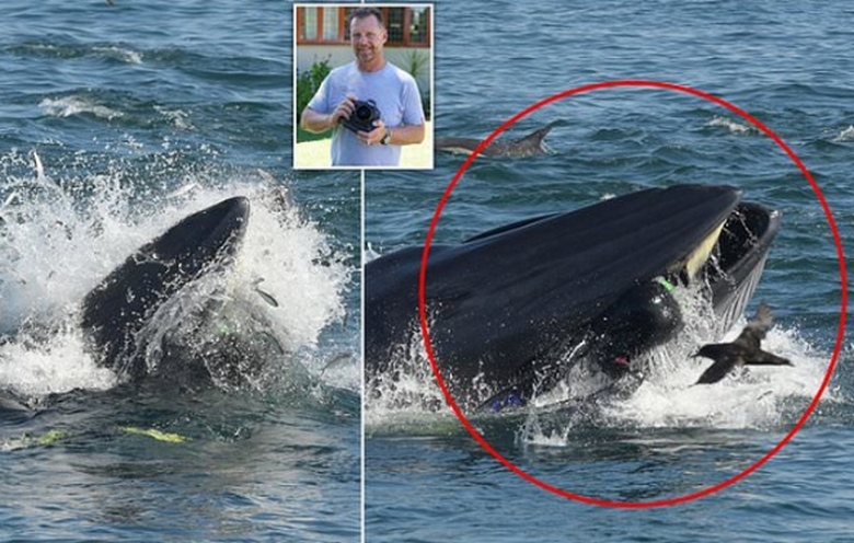 Moški je padel v usta kita in se čudežno odpravil od tam