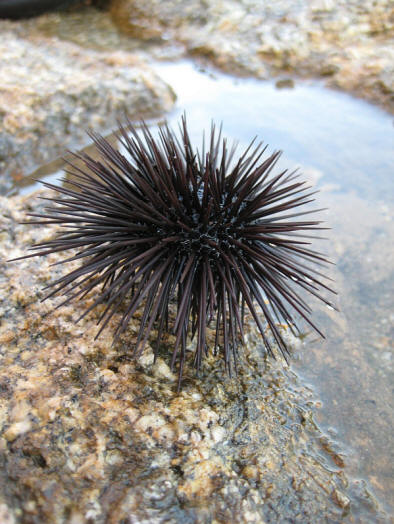 Kakšnega spola je to sladko bitje? (Foto alessandro_eye.)