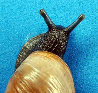 V нимание! Hermafrodita!  (Foto Charles & amp; Clint.)