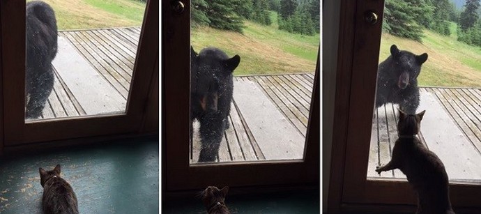 Aljaska ima edinstvene mačke!