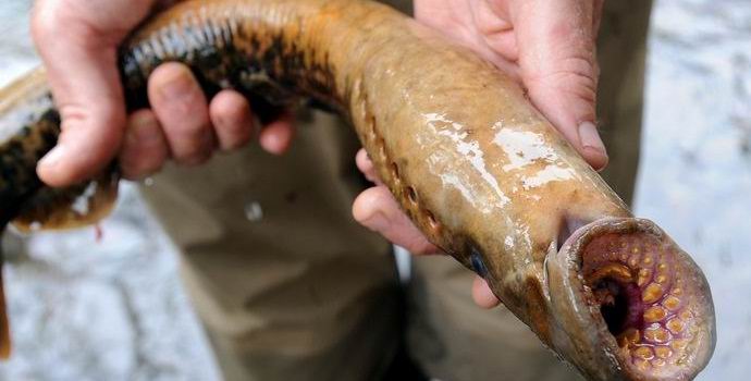 Dež je na Aljaski zapadel iz brezžičnih izdelkov