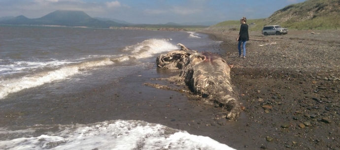 Na obali Sahalina so valovi vrgli truplo dinozavra