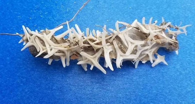 Na obali Severne Karoline se je čudil predmet, ki je zmedel celo izkušene strokovnjake.