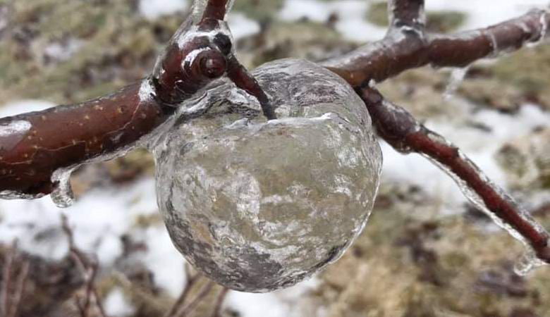 Na drevesih v Michiganu