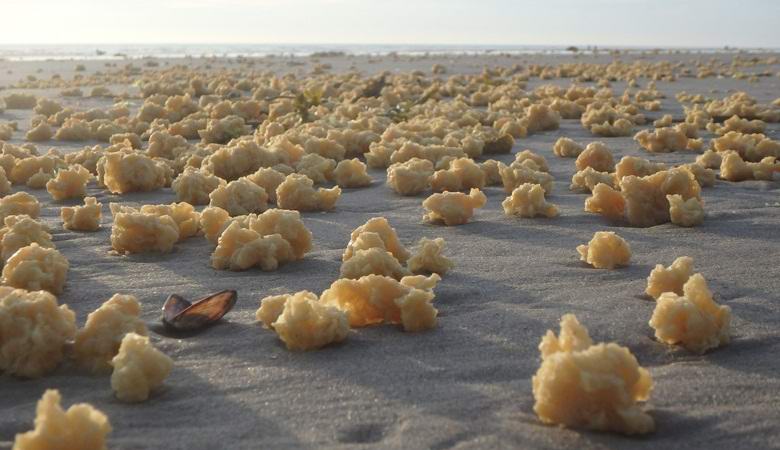 Skrivnostna snov, prinesena na francosko obalo