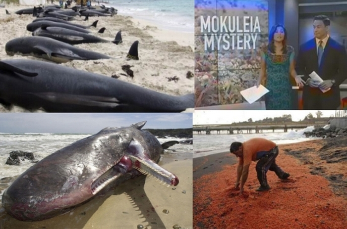 Na Havajih - okoljska katastrofa