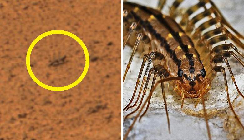 Na Marsu so odkrili plazeči insekticid