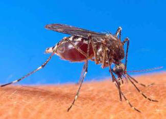 V veselje poletnega prebivalca: ustvarjena je nova vrsta komarjev!