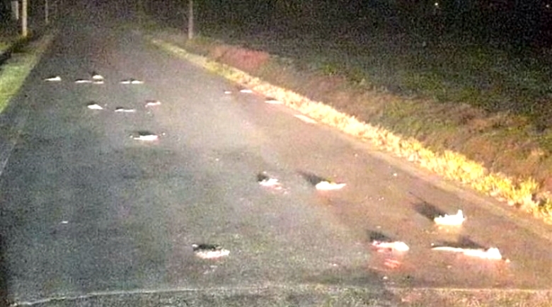 Na severu Italije je napad na besne podgane.