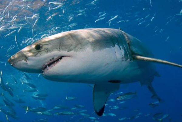 Neznani in še večji plenilec je napadel trimetrskega morskega psa