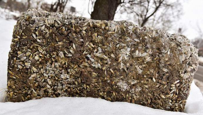 Na ulici v ZDA leži kamen s tisočimi človeškimi zobmi.