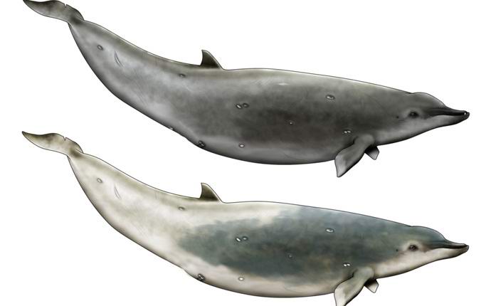 Videoposnetek je prvič ujel najredkejše kite.