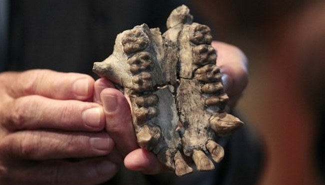 Najdeno drugo vrsto starodavnega človeka