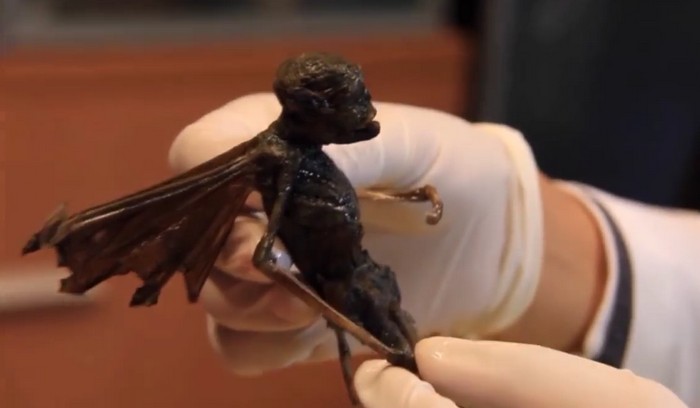 Ali ste našli truplo vile ali tujca?