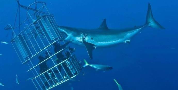 Napad na turiste z velikim morskim psom navdušil internet