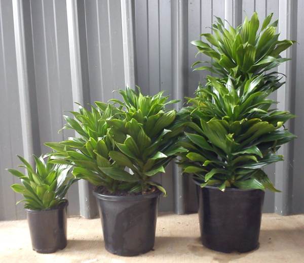 dracaena cvet 