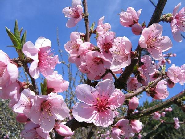 ljudska znamenja 4. maja 