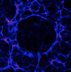 Naša galaksija je lahko znotraj mehurčka Hubble
