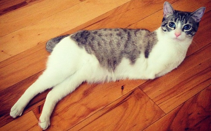 Ne rodi se lepa ali Kako srečna dvopeta mačka