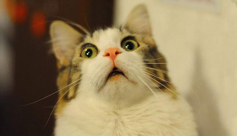 Nenavaden video: mačke so čutile potres, še preden se je začel.