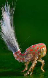 V džungli Južne Amerike odkrit neznani vrtoglavi predmet