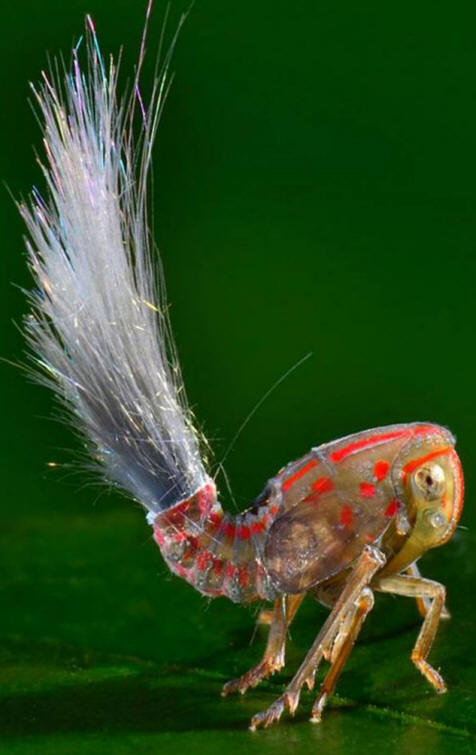 Recept je zadaj, pike, vidne na desni strani bitja, so oči.