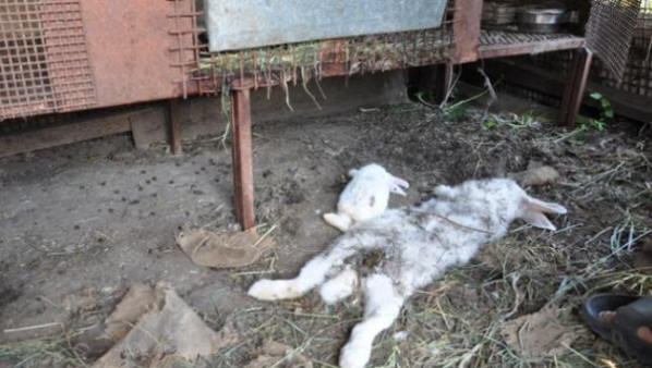 Neidentificirana zver je bila ubita, a kun ni pojedla.