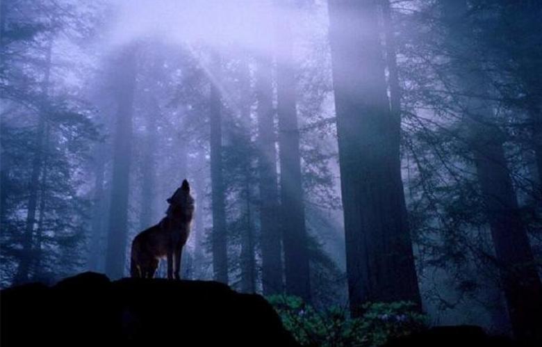 Nerazumljiva zver je napadla človeka s psom v gozdu