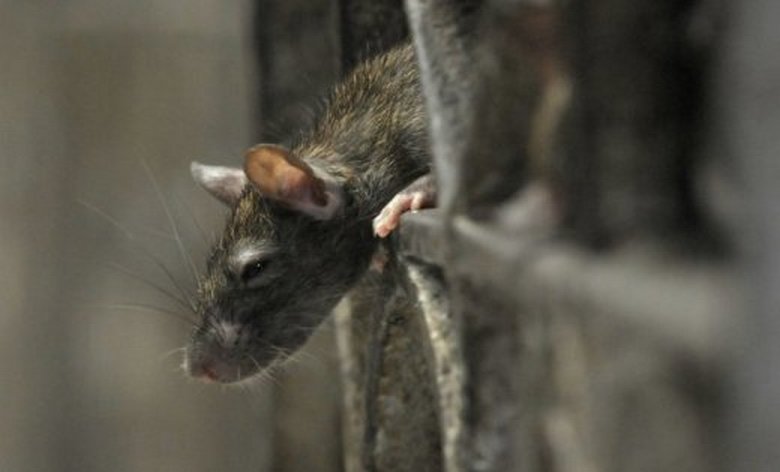 Nenavadno bitje je prestrašilo Britance