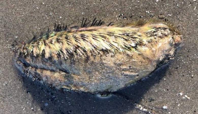 Nejasno bitje, ki so ga našli v Liverpoolu