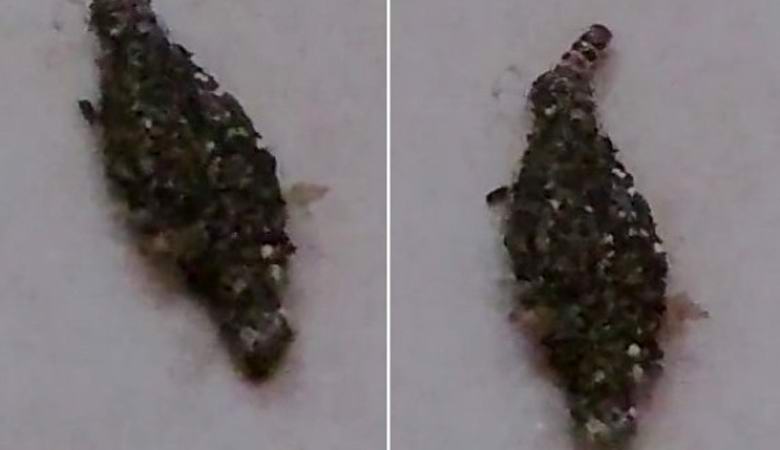 Nerazumljivo bitje, ujeto na video