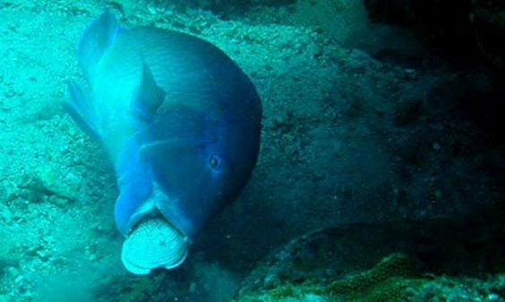 živali 121 Nekaj ​​očitnih dokazov, da imajo živali dušo