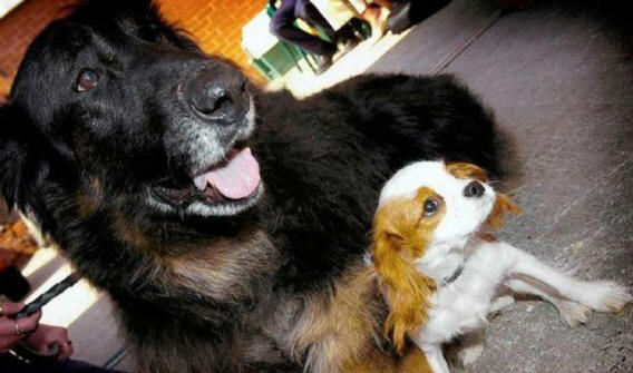 živali 131 Nekaj ​​očitnih dokazov, da imajo živali dušo