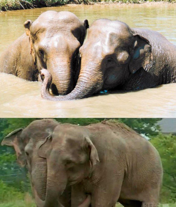 živali 141 Nekaj ​​očitnih dokazov, da imajo živali dušo.