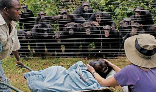 živali 31 Nekaj ​​očitnih dokazov, da imajo živali dušo