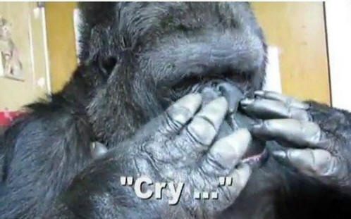 živali 51 Nekaj ​​očitnih dokazov, da imajo živali dušo.