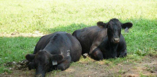 živali 61 Nekaj ​​očitnih dokazov, da imajo živali dušo