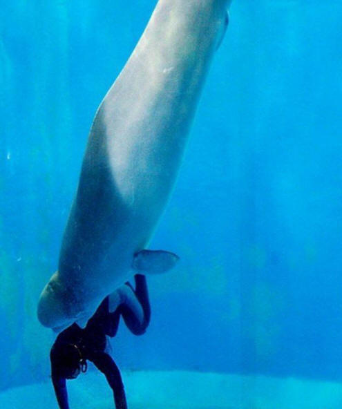 živali 81 Nekaj ​​očitnih dokazov, da imajo živali dušo.