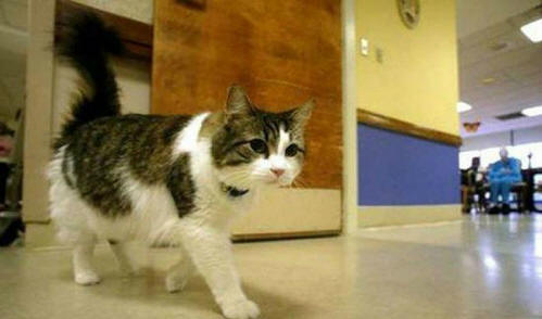 živali 91 Nekaj ​​očitnih dokazov, da imajo živali dušo