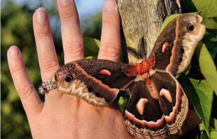 Neverjetno velik molj