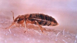 Norveška je plavala s horde posteljnih hroščev