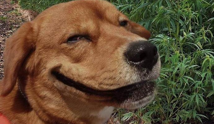 Novi ameriški zakon bo živalim dovolil kajenje marihuane.