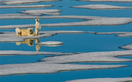 Lažni alarm: med letoma 1966 in 2006 se je povečala populacija polarnih medvedov
