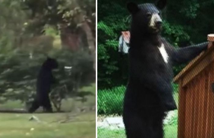 Novi pokončni medved je zamenjal Pedala.