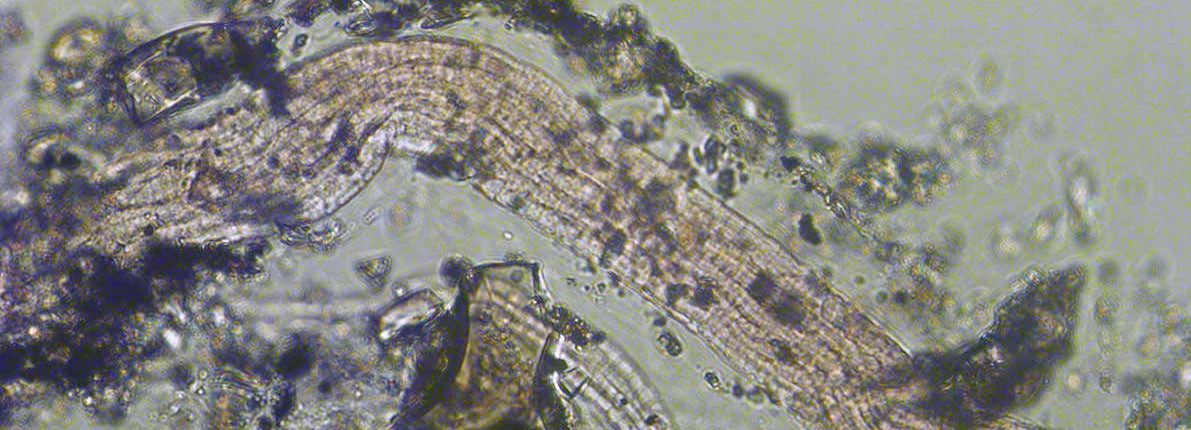 Nova vrsta presnove najdemo v bakterijah 